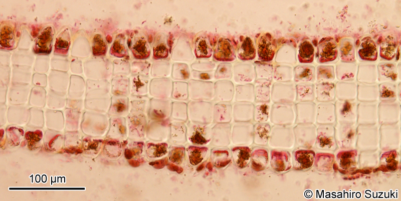 コナウミウチワ Padina crassa